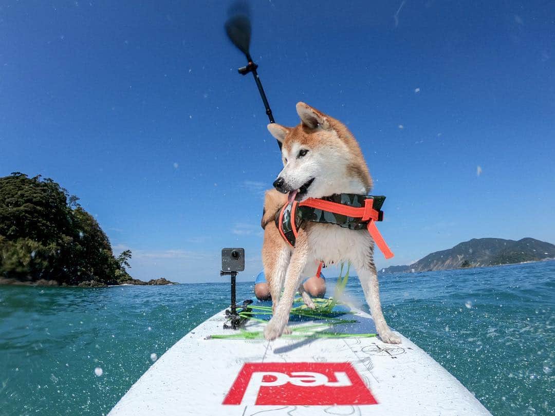 BlackRed shibasのインスタグラム