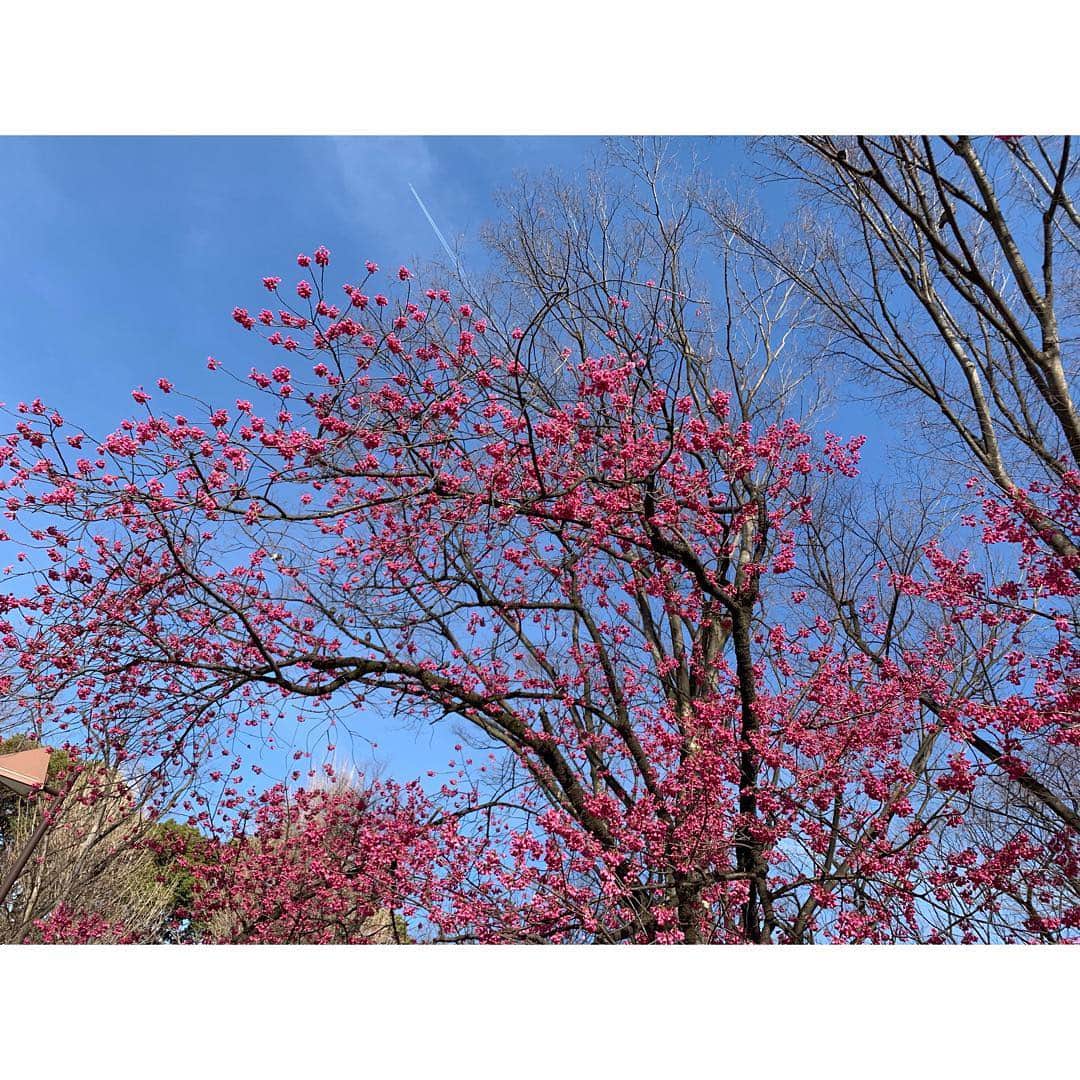 佐々木希さんのインスタグラム写真 - (佐々木希Instagram)「綺麗だなぁ💓 桜はいつ満開になるかな〜🌸 暖かくなって嬉しい😊」3月20日 13時37分 - nozomisasaki_official
