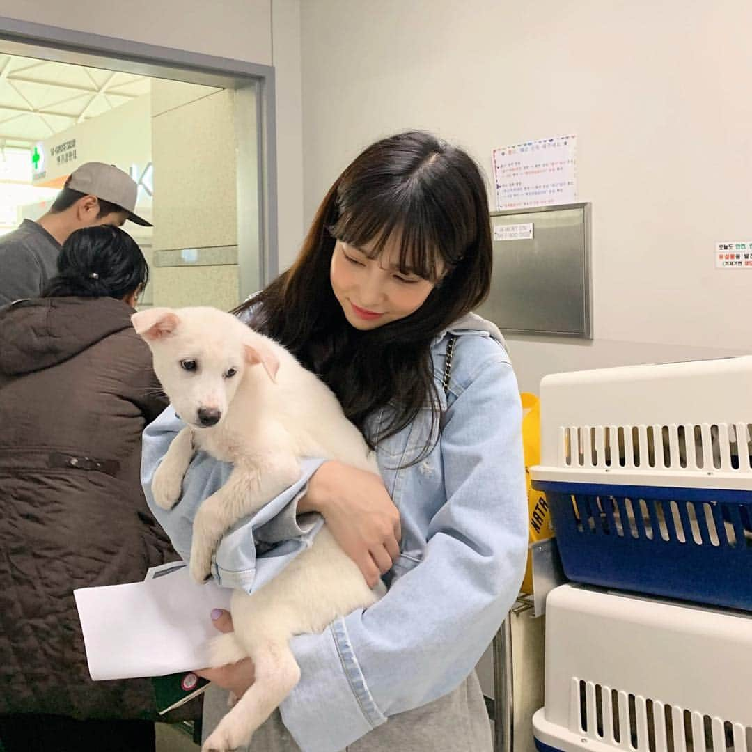 カン・ヘヨンさんのインスタグラム写真 - (カン・ヘヨンInstagram)「엘에이 가요✈️ 무려 여덟마리의 아가들과 함께!!! 당연히 한마리 일줄 알았는데 여덟마리라 기절하는줄 알아찌만ㅋㅋㅋㅋㅋ다들 너무 귀여워서 봐쥰다?♥️ 다들 좋은 주인 만나서 한국에서 기억 다 잊고 행복하게 살아야돼♥️ . 우연히 같은 항공으로 가게돼서 놀라움도 잠시ㅋㅋㅋ 같이 이동봉사하자구 부탁했는데 넘나 쿨하게 같이 도와줘서 고마오 오빠🙆🏻‍♀️ 역시 차케 차케 오빠도 당황했ㅋㅋㅋㅋㅋㅋ 네마리씩 맡아서 가용 잘 갔다 올게요♥️ . 같이해요! #해외입양 #이동봉사」3月20日 13時51分 - mangdoo_noona