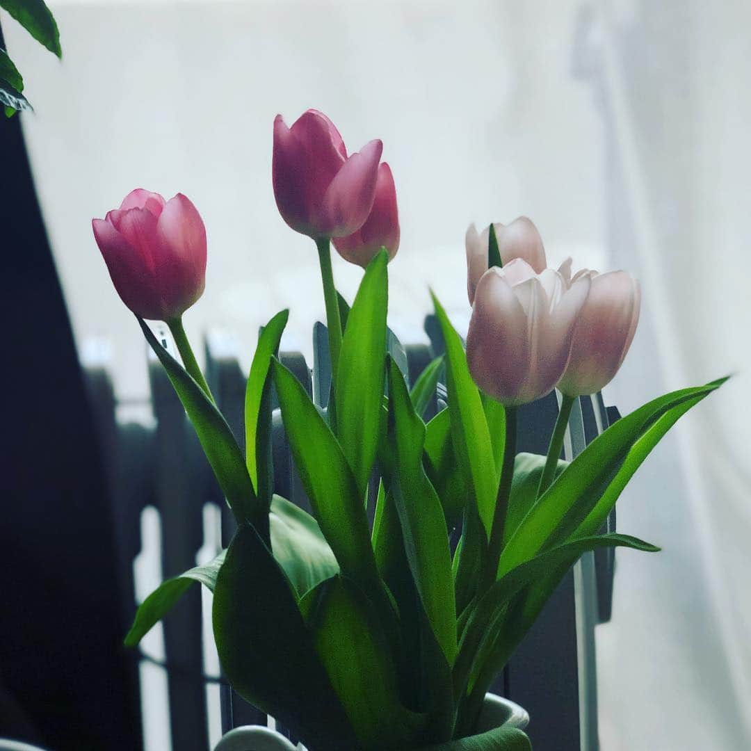 阿部洋子さんのインスタグラム写真 - (阿部洋子Instagram)「🌷 #今週のお花  #チューリップ #tulips #2色」3月20日 13時59分 - hirocoring