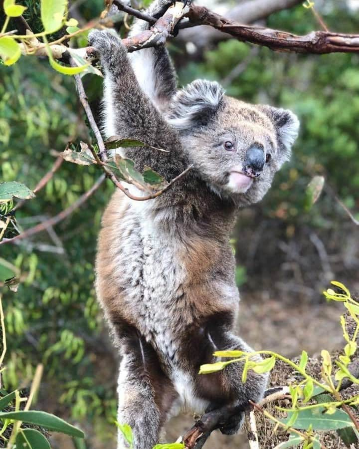 Australiaさんのインスタグラム写真 - (AustraliaInstagram)「“Watch and learn. This is how we workout in @southaustralia.”💪🏼 🐨 @auscoastsafaris spotted this #koala showing off his fitness skills during one of their #wildlife tours in the @eyrepeninsula, and we’ve got to admit, we’re pretty impressed! This @australianwildlifejourneys tour group knows this stunning part of @southaustralia like the back of their hand, and specialises in leading close-up #wildlife encounters in the most spectacular places around @port_lincoln. This region is not only renowned for its abundance of native animals but also its incredible seafood offering and delicious wines. What more could you ask for, really?! 😉  #seeaustralia #southaustralia #eyrepeninsula #wildlifephotography #australianwildlifejourneys #travel」3月20日 14時00分 - australia