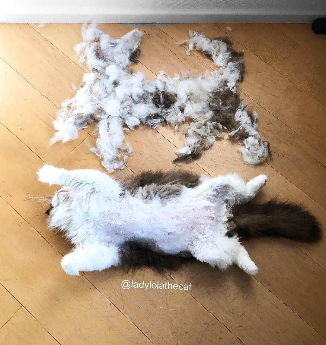 Aww Clubのインスタグラム
