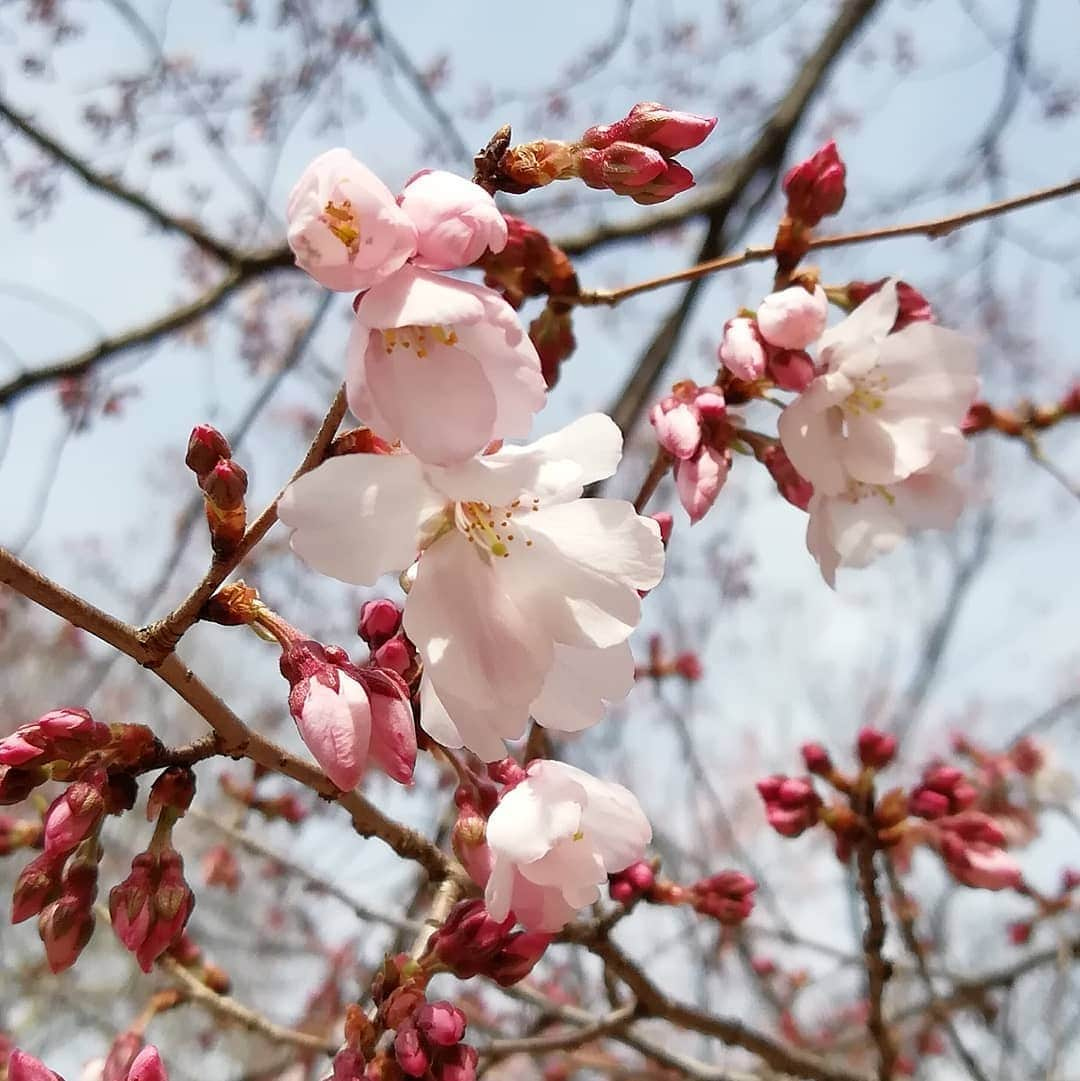 千種ゆり子さんのインスタグラム写真 - (千種ゆり子Instagram)「長崎が41年ぶり全国トップでソメイヨシノ開花！ . 写真は昨日撮った早咲きの桜達と空😍 . 【3/20千種ゆり子の空てんき】 . #桜 #サクラ #早咲き #新宿御苑 #ソメイヨシノ #長崎 #開花 #さくら」3月20日 14時22分 - chikusa_yuriko