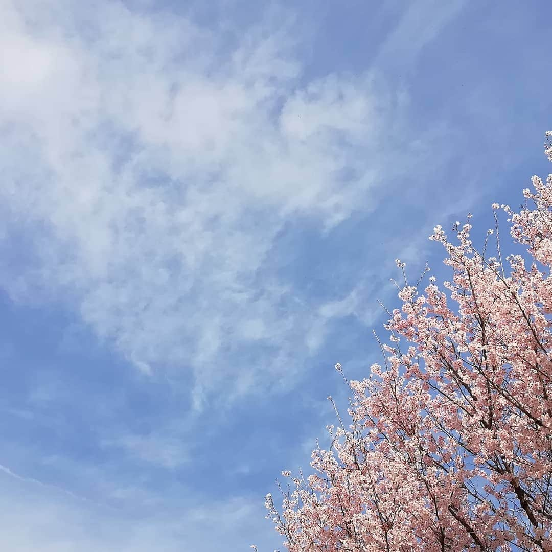 千種ゆり子さんのインスタグラム写真 - (千種ゆり子Instagram)「長崎が41年ぶり全国トップでソメイヨシノ開花！ . 写真は昨日撮った早咲きの桜達と空😍 . 【3/20千種ゆり子の空てんき】 . #桜 #サクラ #早咲き #新宿御苑 #ソメイヨシノ #長崎 #開花 #さくら」3月20日 14時22分 - chikusa_yuriko