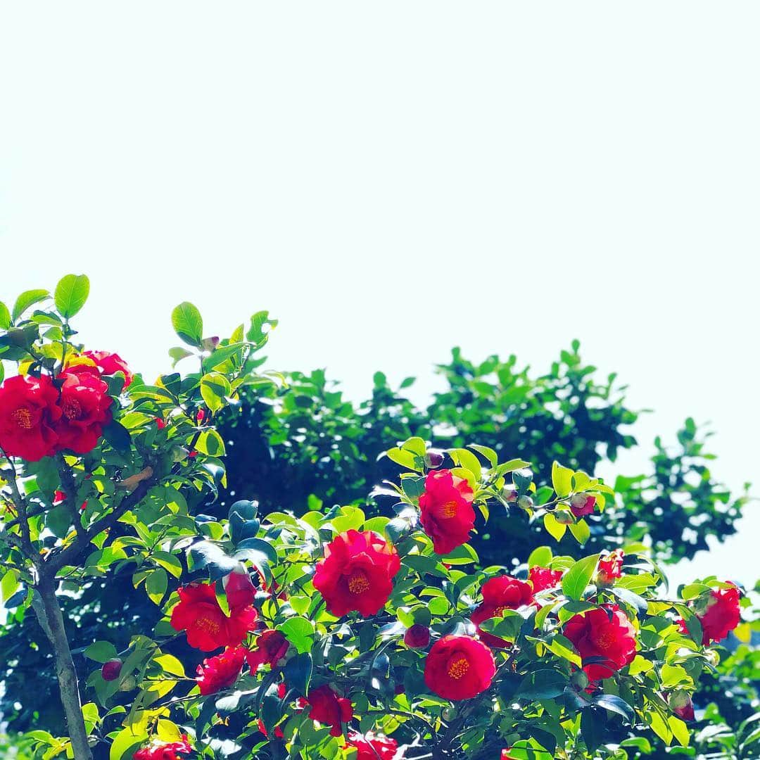 ホテル椿山荘東京さんのインスタグラム写真 - (ホテル椿山荘東京Instagram)「庭園の100種1,000本の椿たち。1,000 trees of 100 types! #camellia #frower @hotelchinzansotokyo_official」3月20日 14時22分 - hotelchinzansotokyo_official
