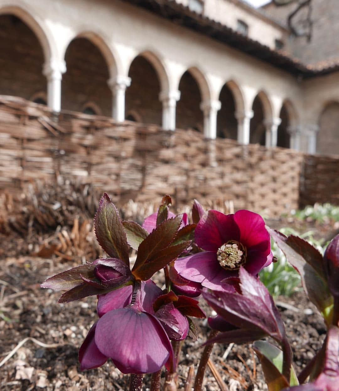 メトロポリタン美術館さんのインスタグラム写真 - (メトロポリタン美術館Instagram)「🌼 The first signs of #spring are peeking through at #TheMetCloisters! Can you identify these three types of flowers?」3月20日 5時22分 - metmuseum