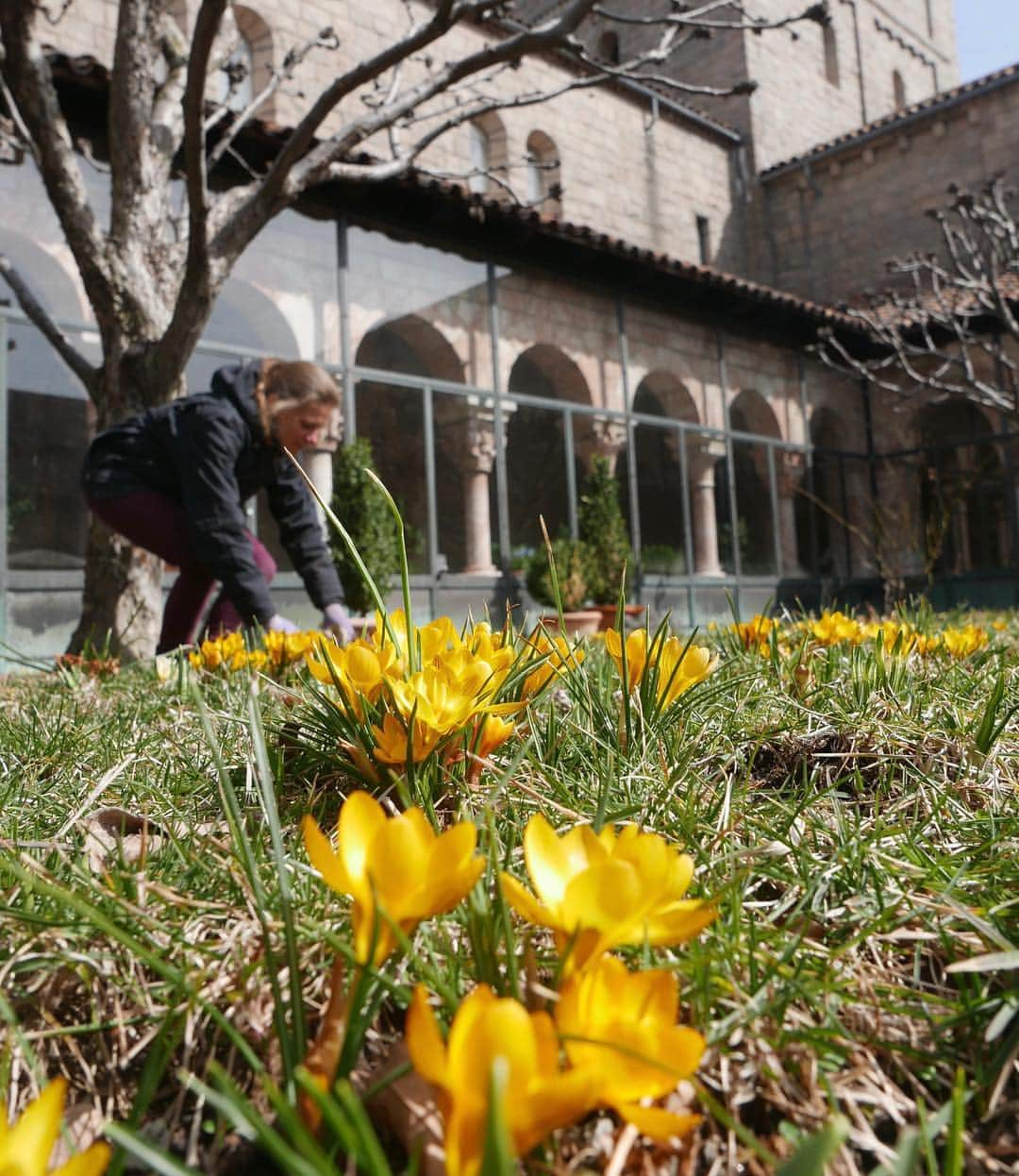 メトロポリタン美術館さんのインスタグラム写真 - (メトロポリタン美術館Instagram)「🌼 The first signs of #spring are peeking through at #TheMetCloisters! Can you identify these three types of flowers?」3月20日 5時22分 - metmuseum