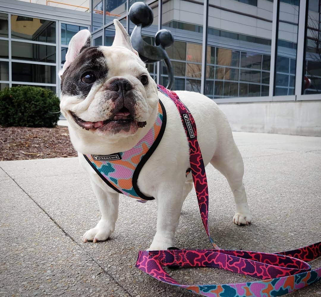 Manny The Frenchieのインスタグラム：「Feeling spring-y! Warmer days are almost here and I can't wait! 😃🌞💐🌷 New gear from @frenchie_bulldog coming SOON!」