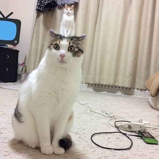 のインスタグラム：「I'm blessed, the god of cat is on my head⠀ ⠀ 📷 cs_tora | TW⠀ ⠀ #meowed #tabby #blessed #🇯🇵」