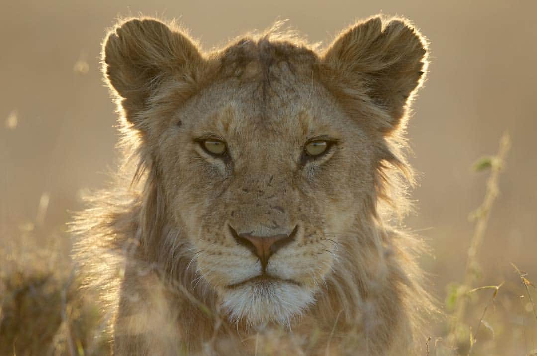 のインスタグラム：「Photo by @michaelnicknichols | A young lion cub of the Vumbi pride rests in the plains of Serengeti National Park, Tanzania. #LionCub #Tanzania #Wildlife」