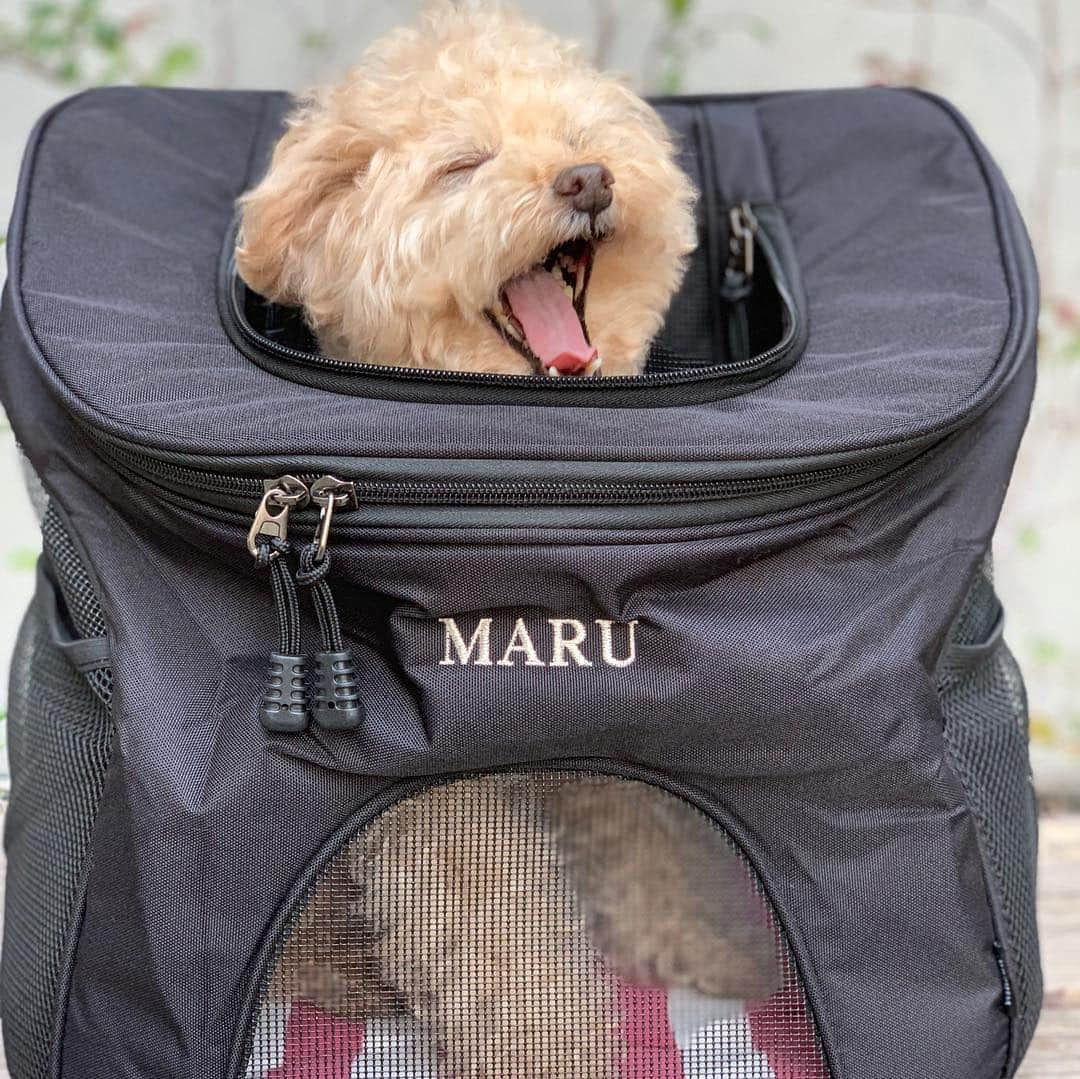 Maruさんのインスタグラム写真 - (MaruInstagram)「I’m staying on my bag today.  @winsun.japanのキャリーバッグは、底が安定するし通気性もよく背負っていても、お互いに安心感を持てます。 まるも、嫌がらずリラックスして入っています。そして 丁寧な、お名前刺繍がお気に入りよー！  #まるの刺繍糸はシルバーです。 * クーポンコード：akiyomaru で10パーセントoffになるのでぜひチェックしてみてね！ #winsun #犬用キャリーバッグ﻿ #ペットキャリー #トイプードル﻿ #名前入り #オーダーメイド  #ふわもこ部  #犬がすき#dogs_of_instagram  #幸せお届け隊#ilovemydog #picpets #lovedogs  #トイプードル#toypoodle#ワンコ#まる」3月20日 6時43分 - akiyomaru