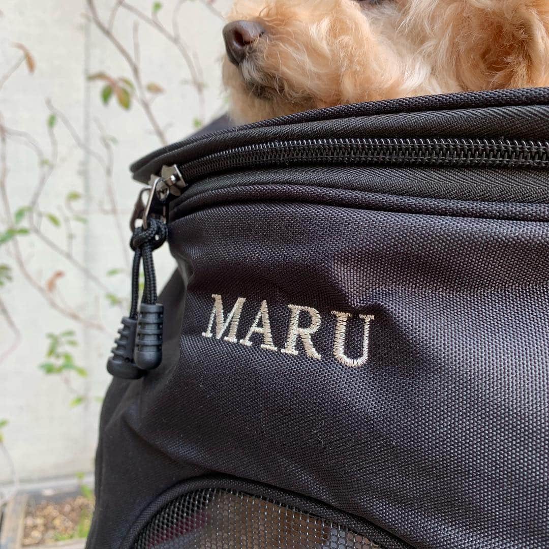 Maruさんのインスタグラム写真 - (MaruInstagram)「I’m staying on my bag today.  @winsun.japanのキャリーバッグは、底が安定するし通気性もよく背負っていても、お互いに安心感を持てます。 まるも、嫌がらずリラックスして入っています。そして 丁寧な、お名前刺繍がお気に入りよー！  #まるの刺繍糸はシルバーです。 * クーポンコード：akiyomaru で10パーセントoffになるのでぜひチェックしてみてね！ #winsun #犬用キャリーバッグ﻿ #ペットキャリー #トイプードル﻿ #名前入り #オーダーメイド  #ふわもこ部  #犬がすき#dogs_of_instagram  #幸せお届け隊#ilovemydog #picpets #lovedogs  #トイプードル#toypoodle#ワンコ#まる」3月20日 6時43分 - akiyomaru