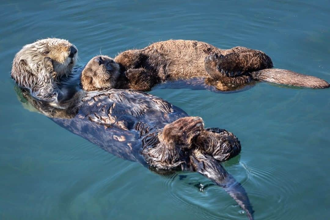 ナショナルジオグラフィックさんのインスタグラム写真 - (ナショナルジオグラフィックInstagram)「Photo by @chamiltonjames (Charlie Hamilton James) | A sea otter mom clutches her pup on the coast of central California. The pup is only a few weeks old and still totally reliant on its mother for milk. At this young age, the pup’s fur is so thick that it keeps it afloat. Sea otters have very little fat to keep them warm; instead, they have super-thick fur. With around one million hairs per square inch, they have the warmest fur of any animal.」3月20日 7時02分 - natgeo