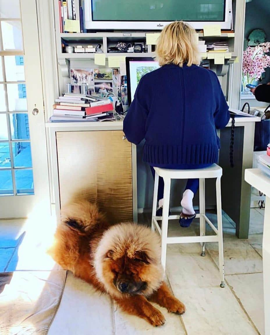 マーサ・スチュワートさんのインスタグラム写真 - (マーサ・スチュワートInstagram)「“A woman’s best friend.” - @marthastewart48 with her sweet sunbathing chow Emperor Han. 🐕 #regram」3月20日 7時21分 - marthastewart