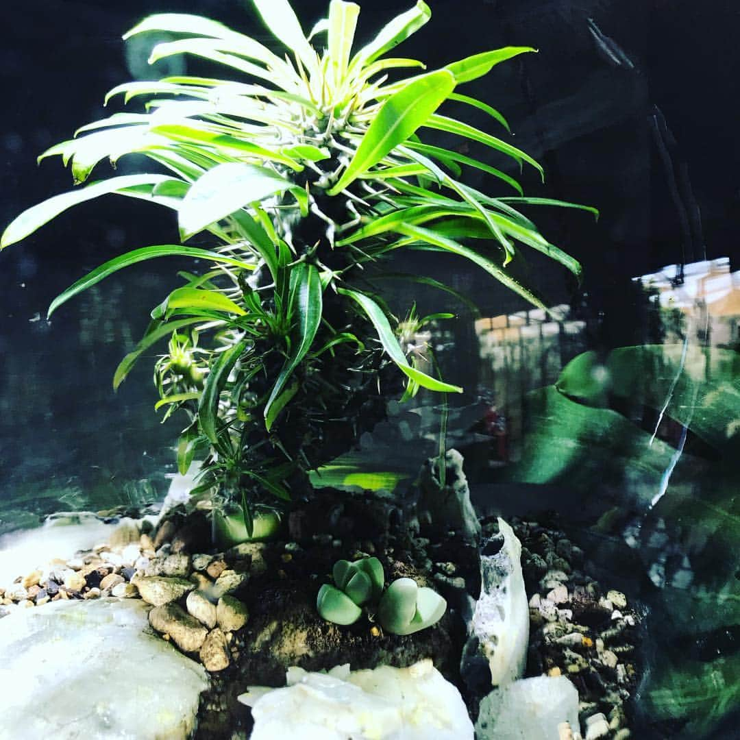 森泉さんのインスタグラム写真 - (森泉Instagram)「My bubble plant🌱」3月20日 7時44分 - izumi.mori