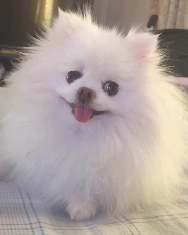 のインスタグラム：「Belly rubs please!!!! #morningroutine #petstagram #dogoftheday #buzzfeedanimals #dogsofinstagram #dogstagram #weeklyfluff #fluffy #smile #instagood #instamood」