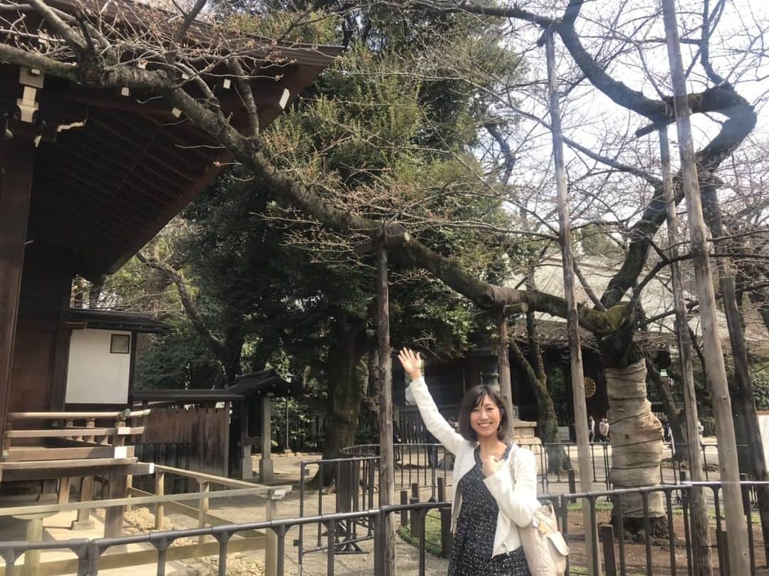 フジテレビ「プライムニュース イブニング」さんのインスタグラム写真 - (フジテレビ「プライムニュース イブニング」Instagram)「きのう見つけてきました。⠀ 東京の桜の標本木ですが…⠀ ついに、１輪咲いているのが！⠀ ⠀ きょうにも開花発表！？⠀ ⠀ #酒井千佳⠀ #ひとこと日記⠀ #プライムニュースイブニング⠀ #フジテレビ」3月20日 8時01分 - livenews_it