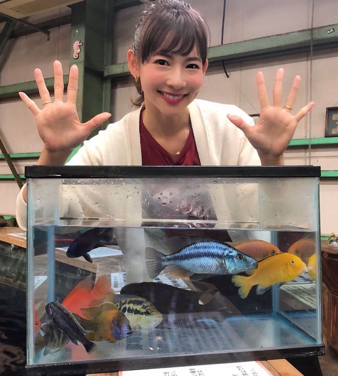 のインスタグラム：「🐠♡ 釣り上げた魚の種類が、 一気に10種類追加された日😂👍🏼👍🏼✨✨ ＊ 💙イエローストライプシクリッド 💛カエルレウス 💜ピーコック 🖤フロントーサ 🧡パロットファイヤー ❤レッドゼブラシクリッド 💙アーリー 💛ベネスタス 💚サルビニーシクリッド 💙コンプレ これで#195種類 😆✨✨ #200 までもう少しだ💓 ＊ #fish #fishing #fishinggirl  #YouTube #youtuber  #釣り堀 #釣り #魚 #レッツリー #阪本智子」