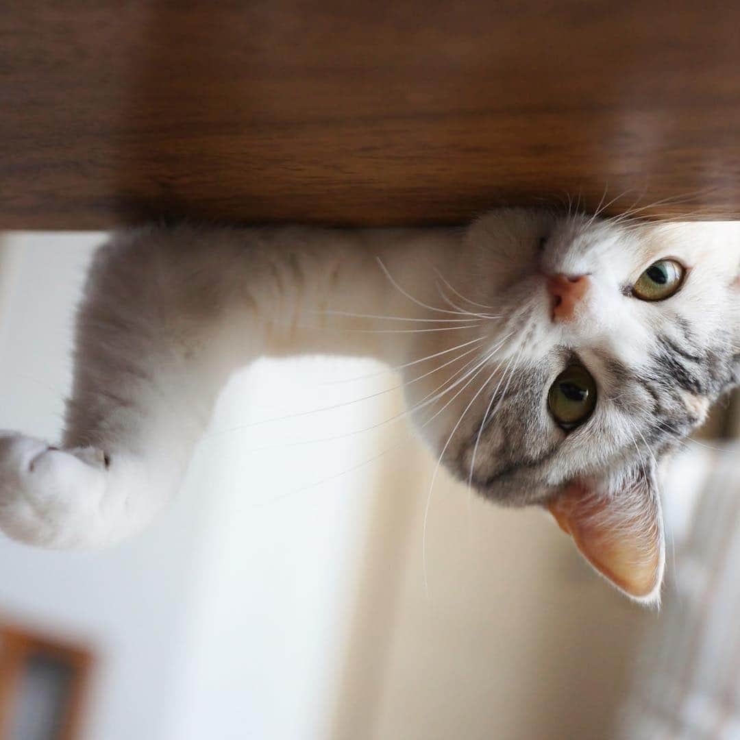 ホタテ＆クラム＆シラスのインスタグラム：「2015 Photo #cat #neko #ScottishFold #猫 #ねこ #スコティッシュフォールド #catstagram #instagram #instagramjapan #ig_japan #igersjp」