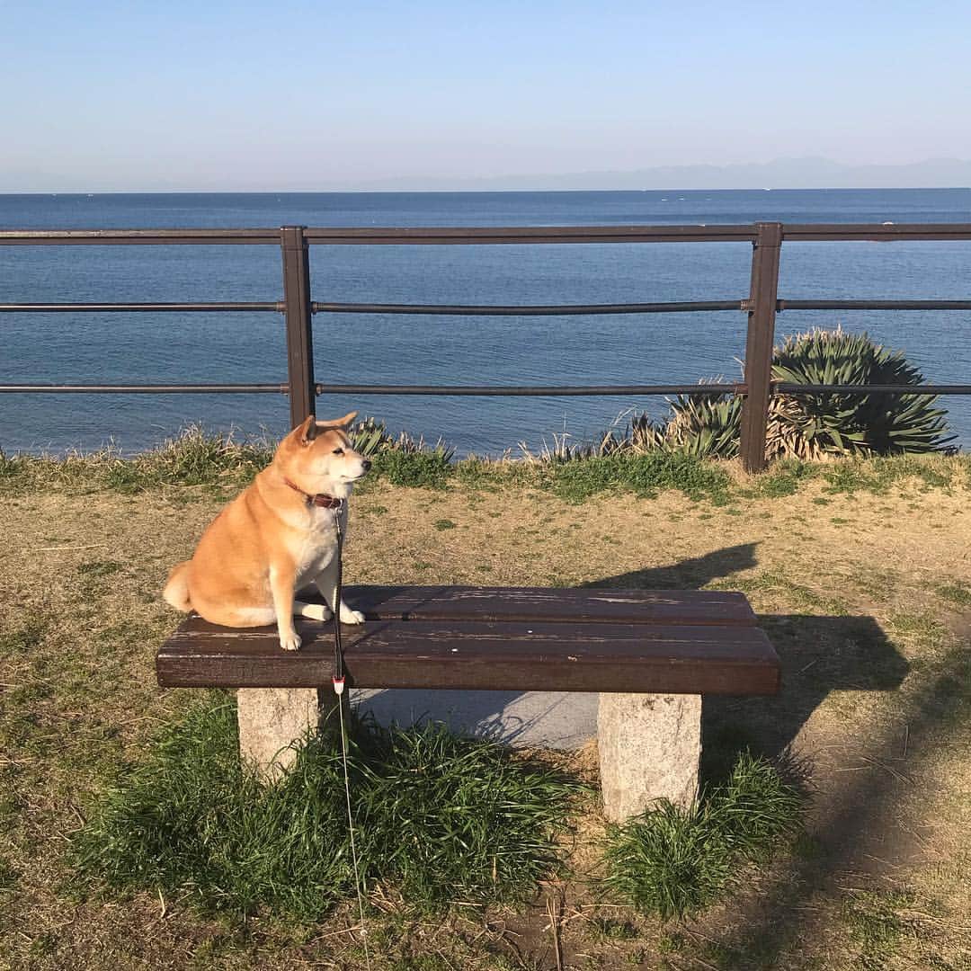 マル子さんのインスタグラム写真 - (マル子Instagram)「おはよー！ 今朝はここからw  見てみたいと思っていたヤドリギってすぐそばにあった🤭 #マル子  #柴犬  #shiba  #ヤドリギ」3月20日 8時26分 - tomikago
