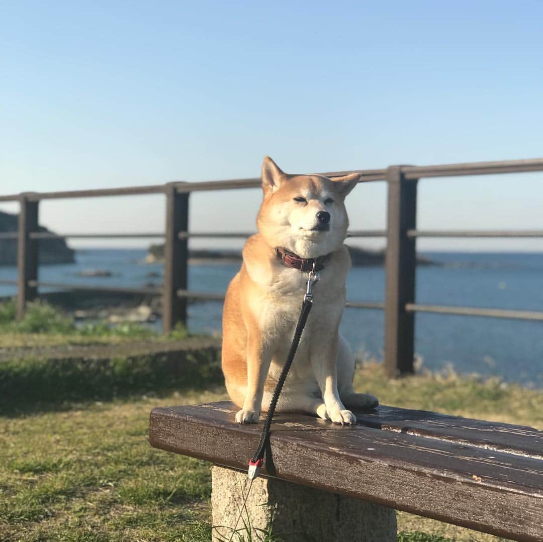 のインスタグラム：「おはよー！ 今朝はここからw  見てみたいと思っていたヤドリギってすぐそばにあった🤭 #マル子  #柴犬  #shiba  #ヤドリギ」