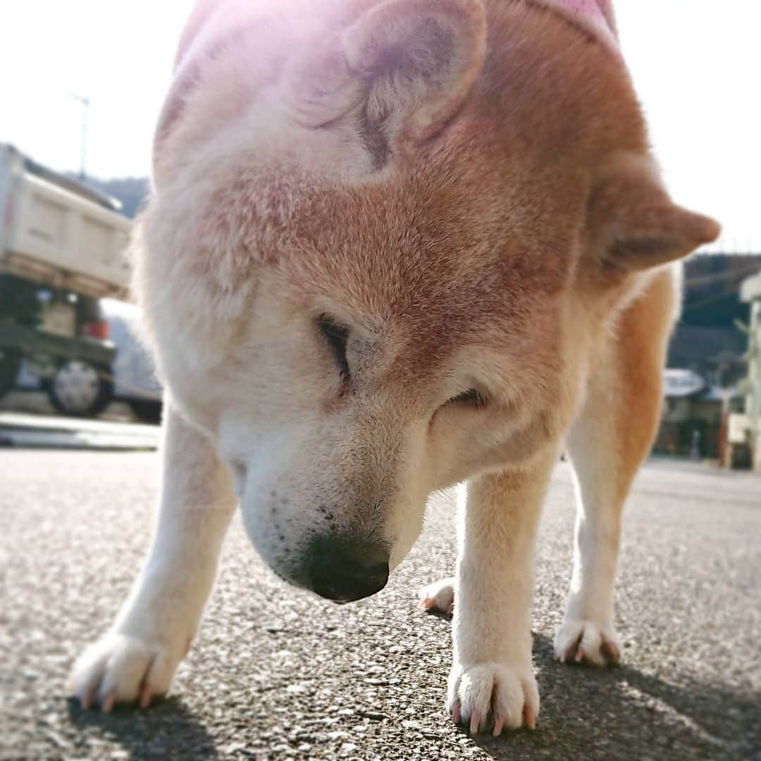 柴子さんのインスタグラム写真 - (柴子Instagram)「おはようございます！ ＼(^o^)／ #柴犬　#shibainu #shibastagram」3月20日 8時30分 - senogawadogs