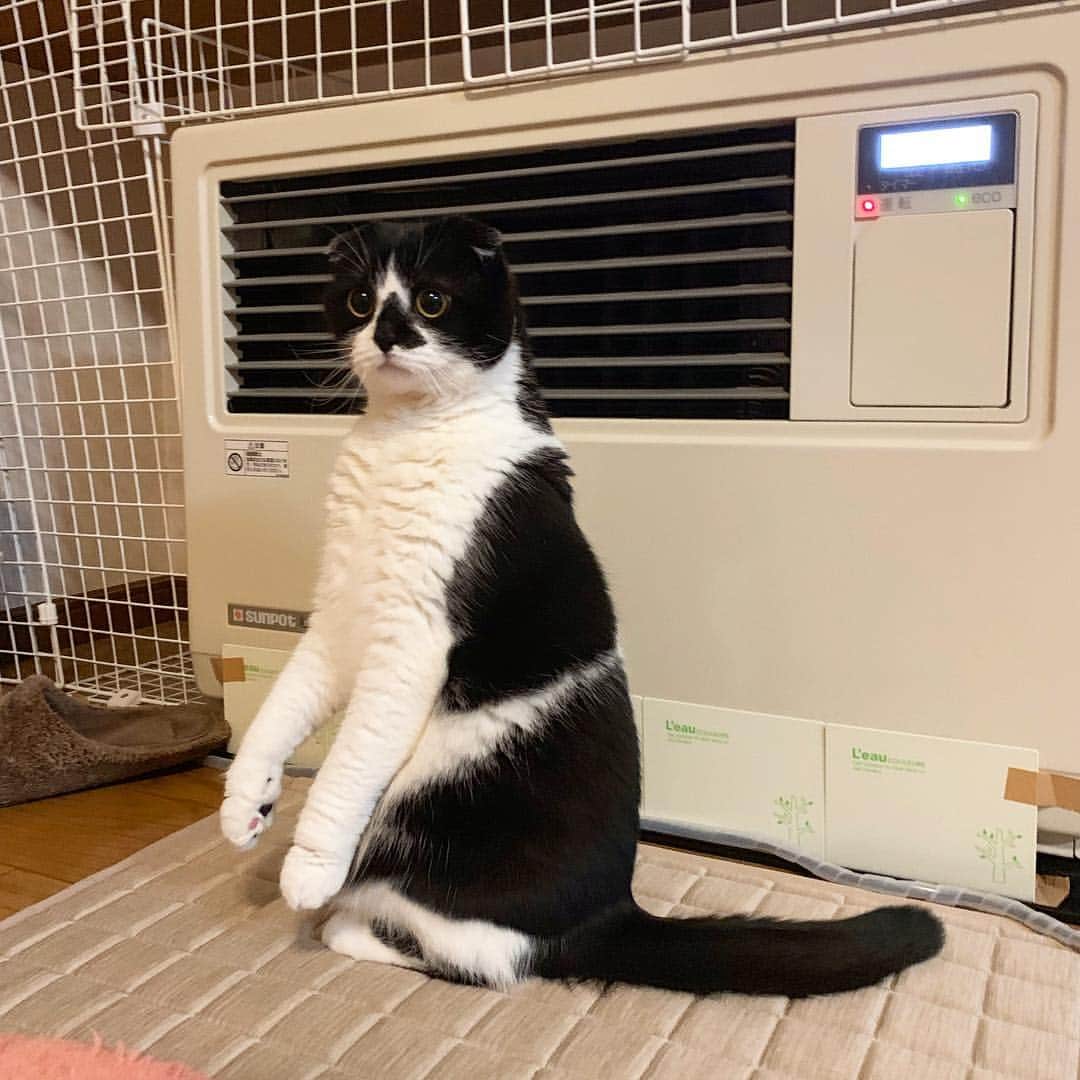 のインスタグラム：「Good morning!! ☀️おはムーギー‼︎ * 🐄M:ん？誰かの気配を感じる… *  #なんか怒ってばかりいるひとの🐱😒 #ムーギー#muugieeboy#neko#cat#猫#ネコ#ねこ#スコティッシュフォールド#まんじゅう部#scottishfold#catsofinstagram #cats_of_instagram#cats_lover#ハチワレ」