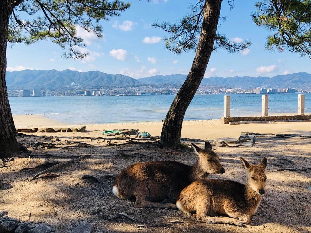 青山郁代さんのインスタグラム写真 - (青山郁代Instagram)「【キューティ・ブロンド 宮島日帰り観光】 ・ ・ 昨日は広島にてOFFでした。 ・ せっかくなので早起きして早朝から一人で広島城🏯に登り、広島護国神社を参拝。雨の広島城、素敵でした。 ・ そしてその後、朝から皆で宮島観光へ行ってきました🚢⛩✨ ・ ・ 厳島神社を参拝し、景色や自然に触れ、１日広島の美味しいものを沢山食べて、広島公演の準備万端です！ ・ ・ 公演で訪れるのは３度目ですが、なんて、エネルギーと誇りに満ち溢れた街なんだろう。 ・ 広島公演は今夜開幕です☺️🇯🇵 ・ まだまだ良い写真が沢山あるので、ちょこちょこ載せますね📸 ・ ・ そんな今日も、朝からちょっとお出掛け。行ってきます。 ・ #キューティブロンド #広島 #広島公演 #hiroshima #miyajima #宮島 #広島城 #城🏯 #広島護国神社 #もみじ饅頭 #legallyblondethemusical #legallyblonde #musical #大願寺 #豊國神社 #豊国神社 #大鳥居 #御朱印 #女子旅 #日帰り旅行 #japan」3月20日 8時40分 - ikuyo_aoyama