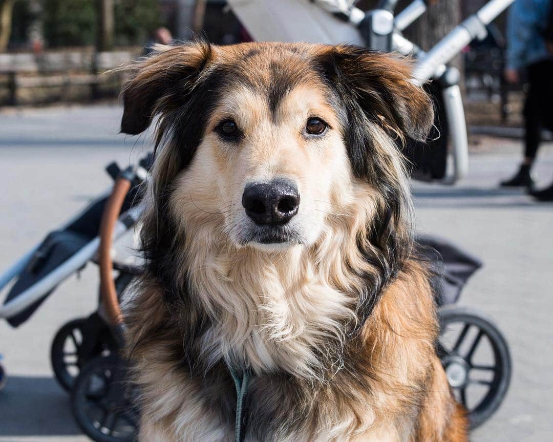 The Dogistさんのインスタグラム写真 - (The DogistInstagram)「Gus, Husky/Border Collie mix (6 y/o), Washington Square Park, New York, NY • “My wife was teaching in Whitedog, ON and found his pregnant mother, a Border Collie. There were three dogs that my wife saw mating with her. She took her in and the night that she had the litter she went outside in -20 degrees. When she found them, all the other puppies were frozen except for him. They were under a porch and she had actually been consuming them. He was barely alive – the only survivor. My wife had to give his mother away because she was a handful – she would attack other dogs. Her name was Little Paw.”」3月20日 8時41分 - thedogist