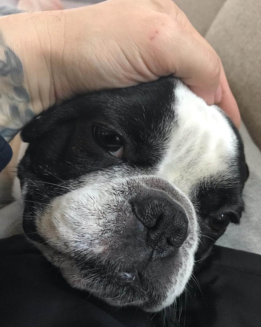 のインスタグラム：「今日のオニギリ🍙  #フレンチブルドッグ #パイド #frenchbulldog  #アポロ」