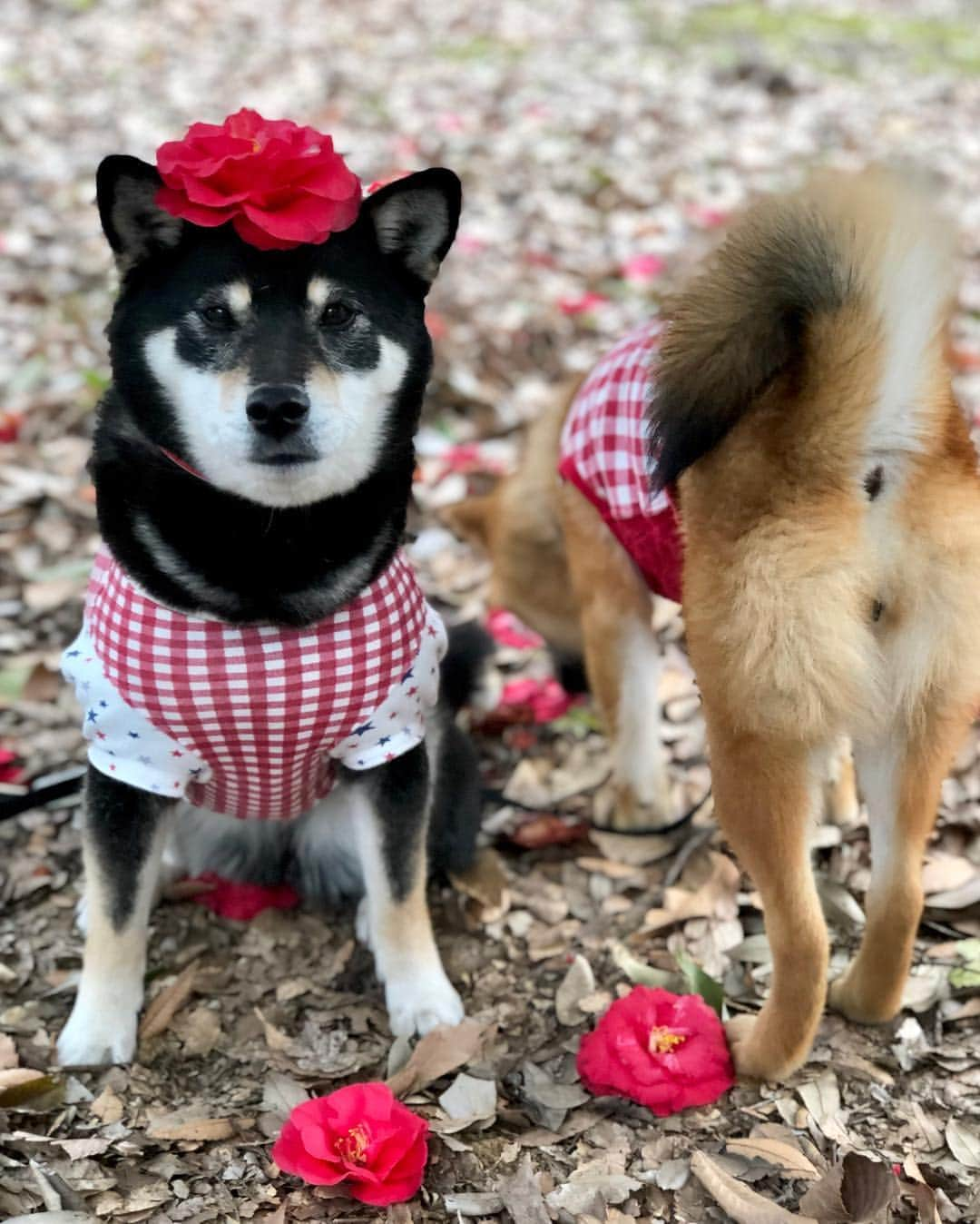 黒柴みくさんのインスタグラム写真 - (黒柴みくInstagram)「🌺椿乗せ🌺 ✧︎ お散歩コースの椿。 りなはまだ乗せ乗せして写真撮れないから、 みくだけ乗せ乗せ🐻🌺 ✧︎ 地面の小枝や葉っぱが気になって 仕方ないりな🦊🍂 みくも2歳過ぎまで外では じっとしてなくて、 なかなか写真撮れなかったなー😂 ✧︎ ✧︎ #みく頭乗せ #いつかは ふたりで頭乗せ🐻🦊 #アイコンタクト 2019.3.20㊌ ✧︎ ✧︎ #黒柴みく 🐾6歳 #柴犬りな 🐾7ヶ月」3月20日 9時08分 - 9648miku