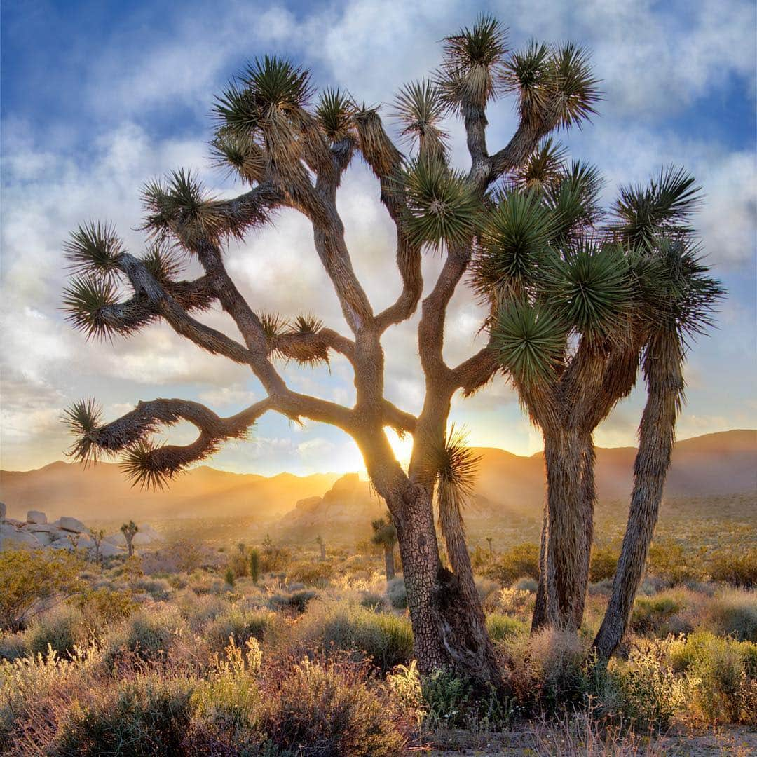 アメリカ内務省さんのインスタグラム写真 - (アメリカ内務省Instagram)「Sunlight slips through the branches of a Joshua tree to reveal a glowing heart. And for how important these trees are, it’s not far off to consider them the heart of the Mojave desert ecosystem. #Joshuatrees, twisted and unique as they are, are the stars of Joshua Tree National Park in #California. They support a variety of animal life by providing food and shelter in an otherwise harsh #landscape. Their silhouettes serve as a comfort to those who call this #desert home, and their story is one of survival. Photo by Raini Armstrong (www.sharetheexperience.org). #usinterior #travel #findyourpark」3月20日 9時00分 - usinterior