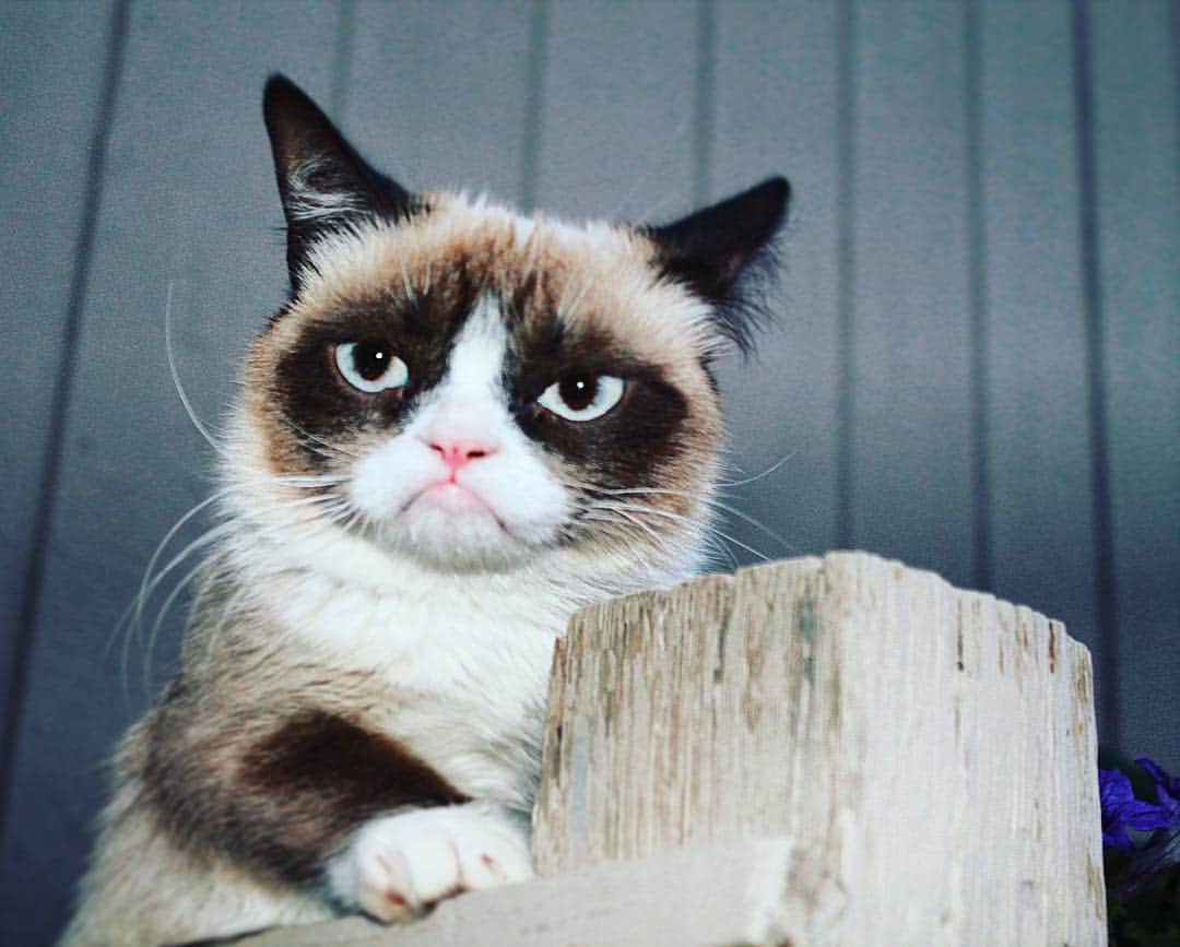 Grumpy Catさんのインスタグラム写真 - (Grumpy CatInstagram)3月20日 9時03分 - realgrumpycat