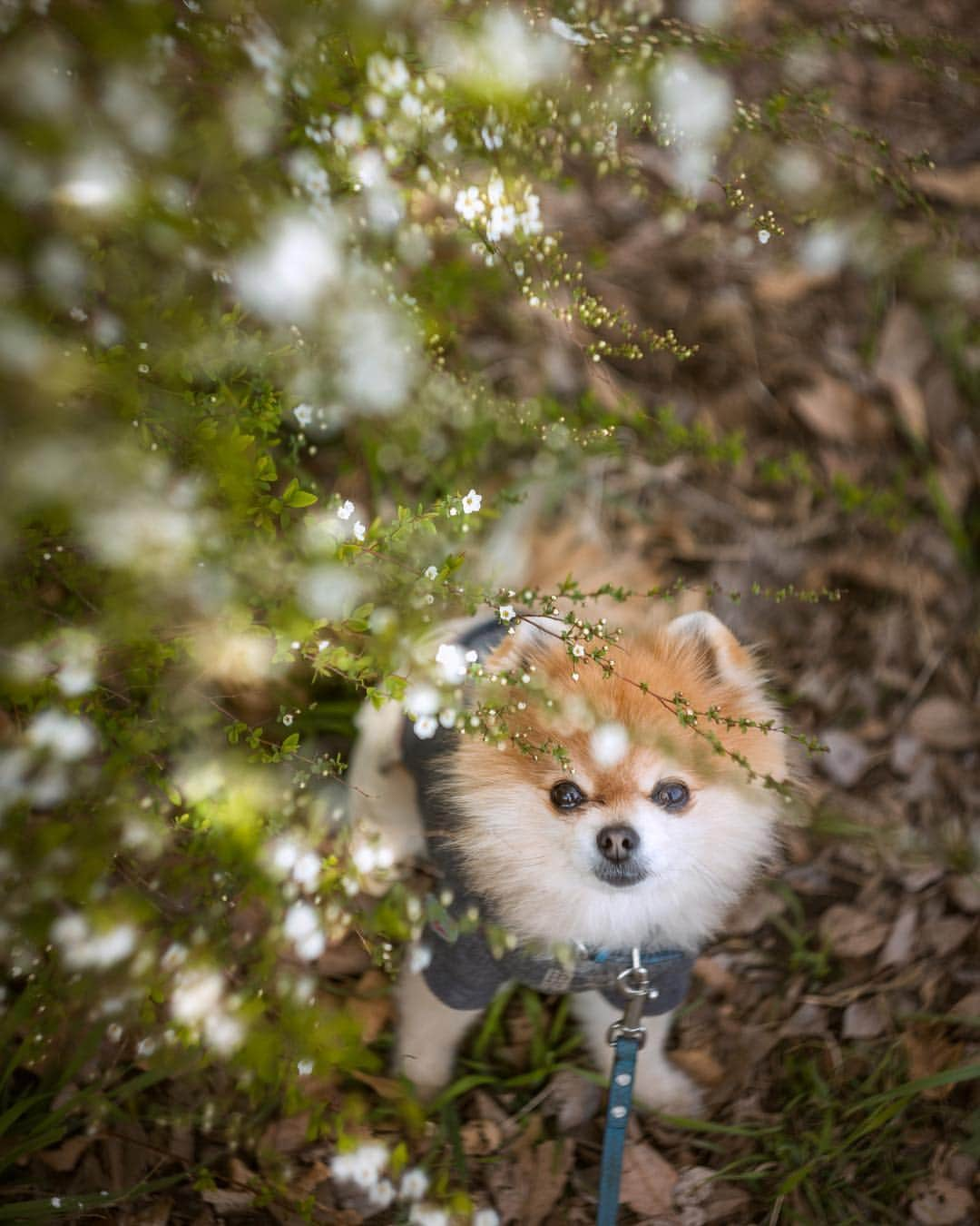 ポテチンさんのインスタグラム写真 - (ポテチンInstagram)「桜はまだですぢょ。 でも春めいてきましたぢょね。 実はポテ、膵炎になって寝込んでいたんですぢょ。 快気祝いは大好きころとおデートでしたぢょ。 ころのおにーちゃんも一緒だったけど、気にしませんぢょね〜。」3月20日 9時16分 - pom.potechin