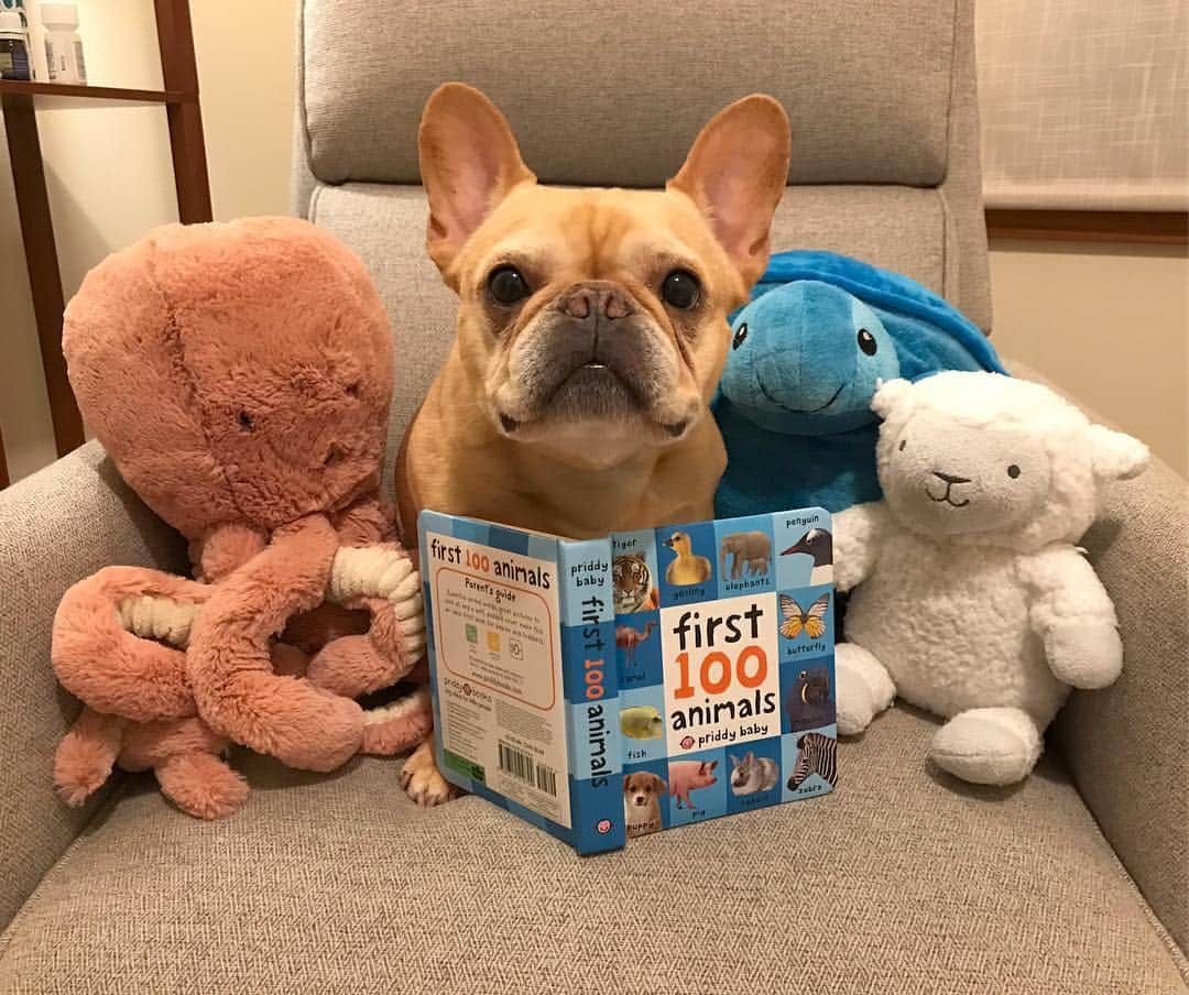Hamlinさんのインスタグラム写真 - (HamlinInstagram)「Gather ‘round, my stuffy friends, as it’s time for a story. Let’s see if we can spot our own kind in this book. First one out has bring the reading circle some milk and cookies. .......... #read #friendship」3月20日 9時26分 - hamlin_the_frenchie