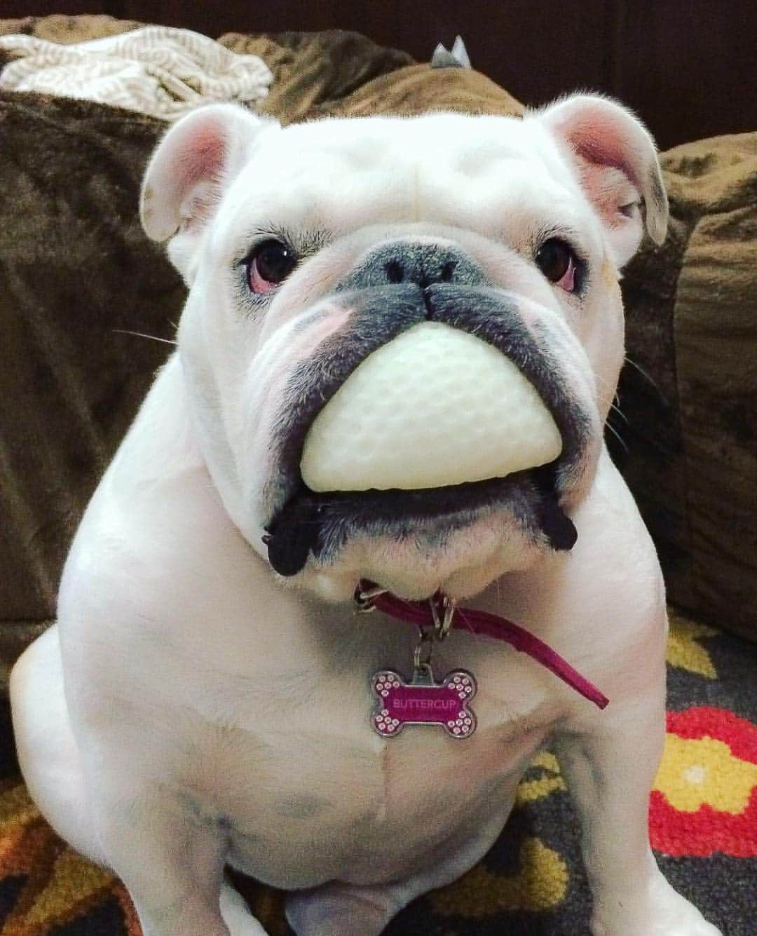 Bodhi & Butters & Bubbahさんのインスタグラム写真 - (Bodhi & Butters & BubbahInstagram)「Happy birthday to this lil ham @princessbuttcup ❤️ I hope your day is pawsitively marvelous!  XoXo 💋 . . . . #bulldog #puppy #birthday #happy #smile #bestoftheday」3月20日 9時26分 - keonistuff