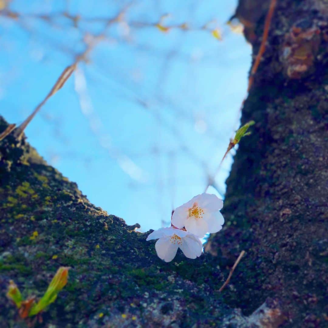 三倉佳奈さんのインスタグラム写真 - (三倉佳奈Instagram)「朝、開花した桜を２つ発見☺︎ そしてまさに膨らんでる蕾たち。 東京の開花宣言もそろそろみたいですね🌸 . 今日は青空でポカポカ陽気。 娘は「もう春が通りすぎて夏が来ちゃったんじゃない？！」とのこと。笑 通り過ぎずに満喫したい✨🙌🏻 .  #桜 #みなさんの街は？ #spring ☺︎」3月20日 9時33分 - kana_mikura0223