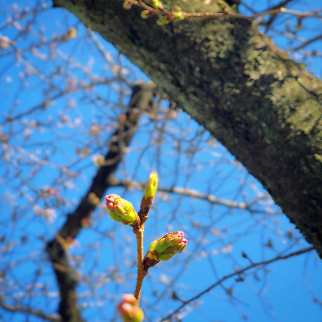 三倉佳奈さんのインスタグラム写真 - (三倉佳奈Instagram)「朝、開花した桜を２つ発見☺︎ そしてまさに膨らんでる蕾たち。 東京の開花宣言もそろそろみたいですね🌸 . 今日は青空でポカポカ陽気。 娘は「もう春が通りすぎて夏が来ちゃったんじゃない？！」とのこと。笑 通り過ぎずに満喫したい✨🙌🏻 .  #桜 #みなさんの街は？ #spring ☺︎」3月20日 9時33分 - kana_mikura0223