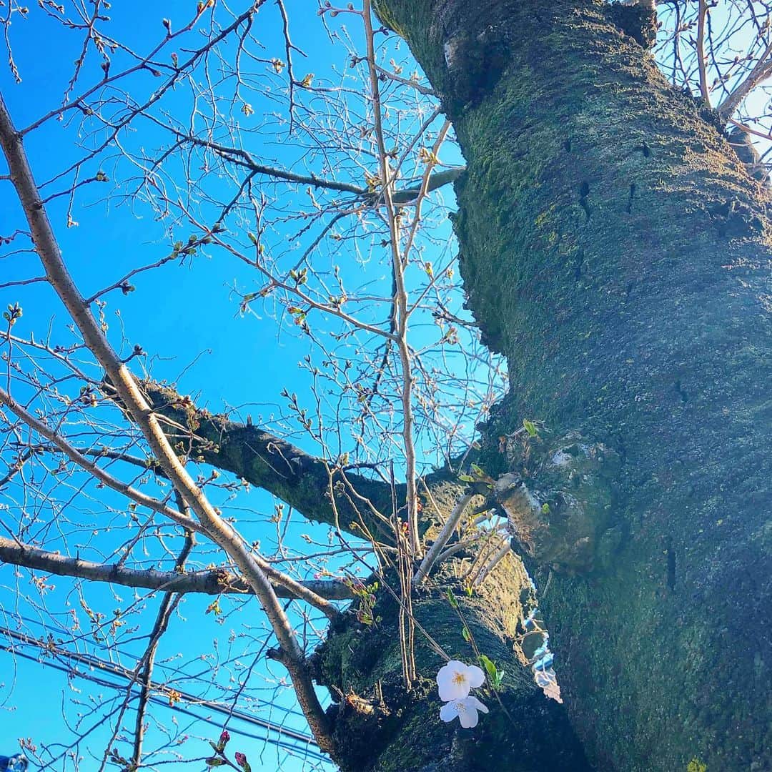 三倉佳奈さんのインスタグラム写真 - (三倉佳奈Instagram)「朝、開花した桜を２つ発見☺︎ そしてまさに膨らんでる蕾たち。 東京の開花宣言もそろそろみたいですね🌸 . 今日は青空でポカポカ陽気。 娘は「もう春が通りすぎて夏が来ちゃったんじゃない？！」とのこと。笑 通り過ぎずに満喫したい✨🙌🏻 .  #桜 #みなさんの街は？ #spring ☺︎」3月20日 9時33分 - kana_mikura0223