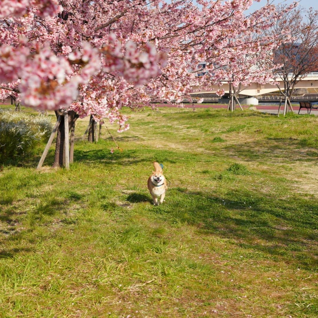 まる（まるたろう）さんのインスタグラム写真 - (まる（まるたろう）Instagram)「Look Up! The Sun Is Shining ✨🌸🐶🌸✨おはまる〜(^O^) 今日もいい天気で気持ちよかったな〜 #この季節っていいよね #サクラ色と空色ってステキやん #サクラパトロール #汐入公園」3月20日 9時28分 - marutaro