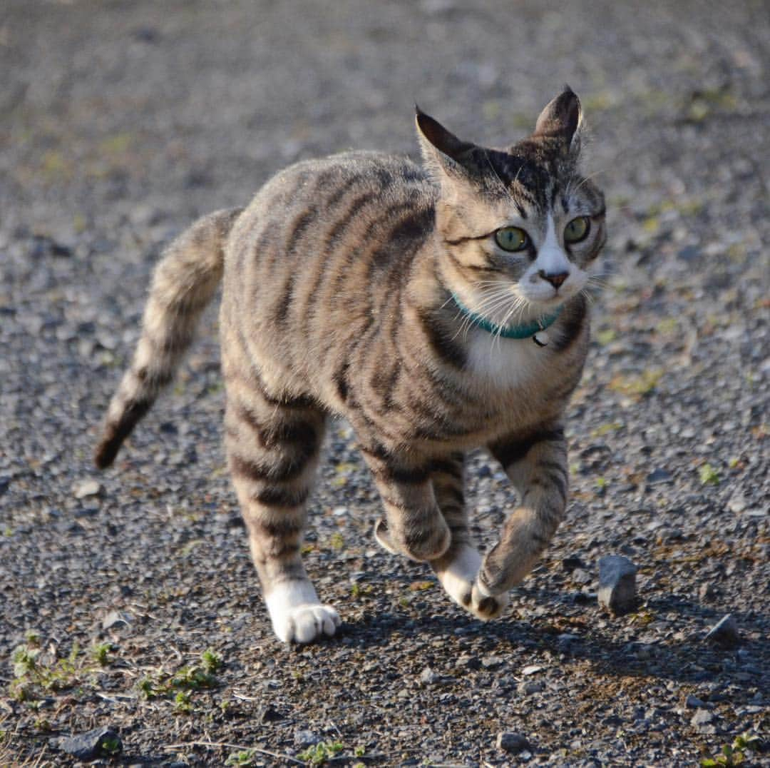 やふさんのインスタグラム写真 - (やふInstagram)「疾走感 . #cat #neko #catlovers #catsofinstagram #catstagram #instacat #猫 #ねこ #ネコ #保護猫 #新吉」3月20日 9時29分 - kyafy