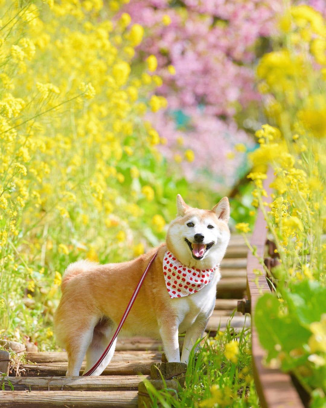 meekooさんのインスタグラム写真 - (meekooInstagram)「今日は4月下旬の陽気🌸 桜の開花も秒読みだとか😁 location：神奈川県 #あぐりパーク嵯峨山苑  2019.3.2撮影 #りんご旅2019 #春りんりん」3月20日 9時30分 - meekoo