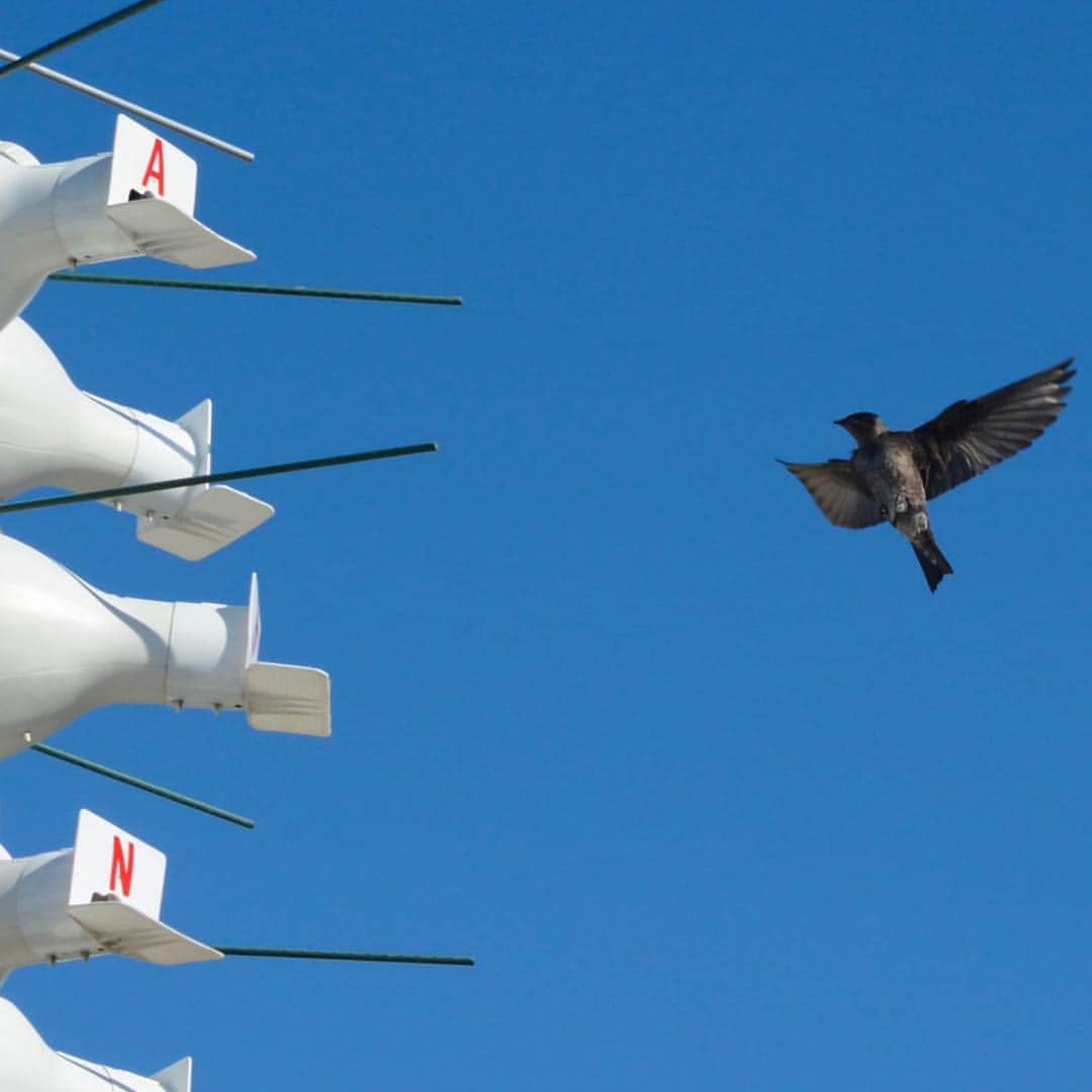 Microsoftさんのインスタグラム写真 - (MicrosoftInstagram)「The magic of @waltdisneyworld and Microsoft technology built the tiniest smart homes for the purple martin songbirds to further conservation research. Click into our story to learn more.」3月20日 9時35分 - microsoft