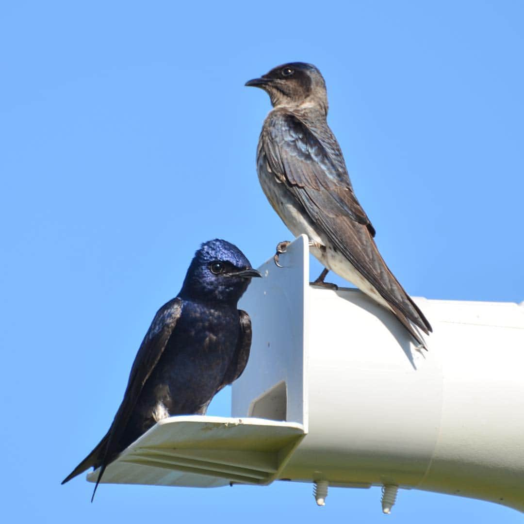 Microsoftさんのインスタグラム写真 - (MicrosoftInstagram)「The magic of @waltdisneyworld and Microsoft technology built the tiniest smart homes for the purple martin songbirds to further conservation research. Click into our story to learn more.」3月20日 9時35分 - microsoft