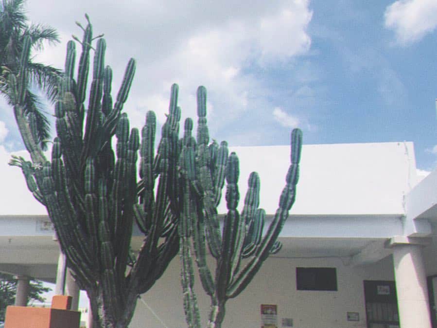 関根祥子さんのインスタグラム写真 - (関根祥子Instagram)「田舎街 🌵  カラフルな建物とお花と植物がいっぱい！  なんでこんなにも色彩が豊かなんだろ〜。。。♡ #mexico #メキシコ田舎街 #メキシコ」3月20日 9時51分 - mojonail_shokosekine