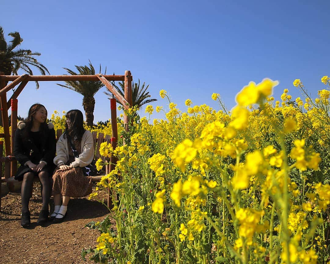 愛知県田原市さんのインスタグラム写真 - (愛知県田原市Instagram)「Chat in full bloom. おしゃべりも満開 *  #黄色に囲まれて #春休み #おしゃべり止まらないよねー #小学校卒業式だね #おめでとう!! #菜の花ガーデン #菜の花まつり #たはら菜の花 ** #たはら暮らし * #渥美半島#田原市#田原#伊良湖岬#伊良湖#赤羽根#卒業式#小学校 #tahara#irago#akabane #サーフィン#surfing#田舎暮らし#日々の暮らし#休日の過ごし方#スローライフ#instagramjaran#igersjp」3月20日 9時47分 - tahara_kurashi