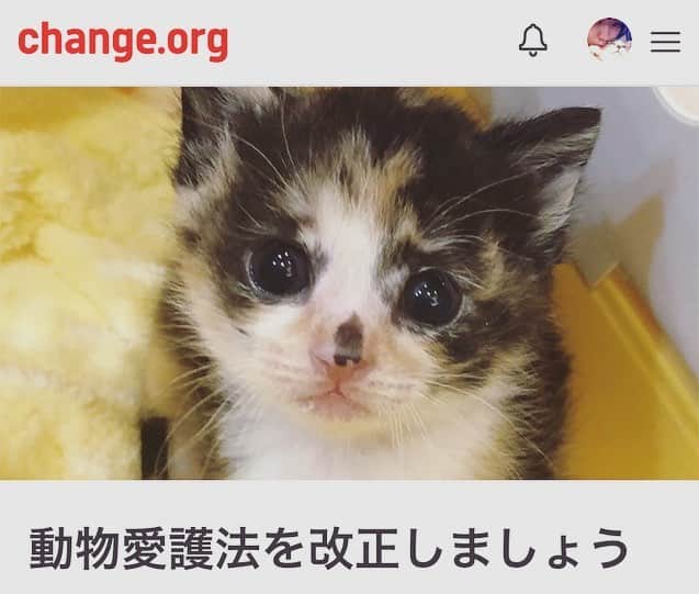 坂本美雨さんのインスタグラム写真 - (坂本美雨Instagram)「今年は、動物愛護法の改正が行われる、5年に一度のチャンスです。  日本で飼育放棄されてしまう動物を減らし、虐待を防止するための署名を集めています。  日本の法律は、実は動物たちに全然優しくないのです。 ペットブームの裏には目を背けたい残酷な現実もあったりします。  ガラリと変えてほしいことはもっともっとあるのが正直なところですが、急激な変化というのは難しいので、ランコントレ・ミグノンの友森さん @petmignon が提言を７つにしぼって書いてくれました。  すでに書面での署名が1万5千筆ほど集まっていますが、来週3/25(月)に友森さんと一緒に環境省に提出させていただくことになったので、前日の3/24(日)昼12:00までオンライン署名を集めます。 . 動物に対する在り方というのは、人の生き方や国の在り方というものが現れる大事な意識だと思います。動物を飼っている人も、飼っていない人も、関係あることだなと思ってます。 みんなのちからでより良い法律にできるはず☺︎ 次のチャンスは、また5年後です。。。 ぜひよろしくお願いします…！ 24日まで、プロフィールにリンクを張っておきます。 . #動物愛護法 #ミグノン #ミグノンプラン」3月20日 9時50分 - miu_sakamoto