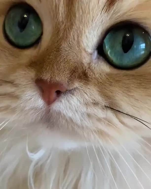 のインスタグラム：「Let me have a good look at you.⠀ ⠀ 📹@smoothiethecat⠀ ⠀ #meowed #smoothiethecat #fluffycat #bigeyes」