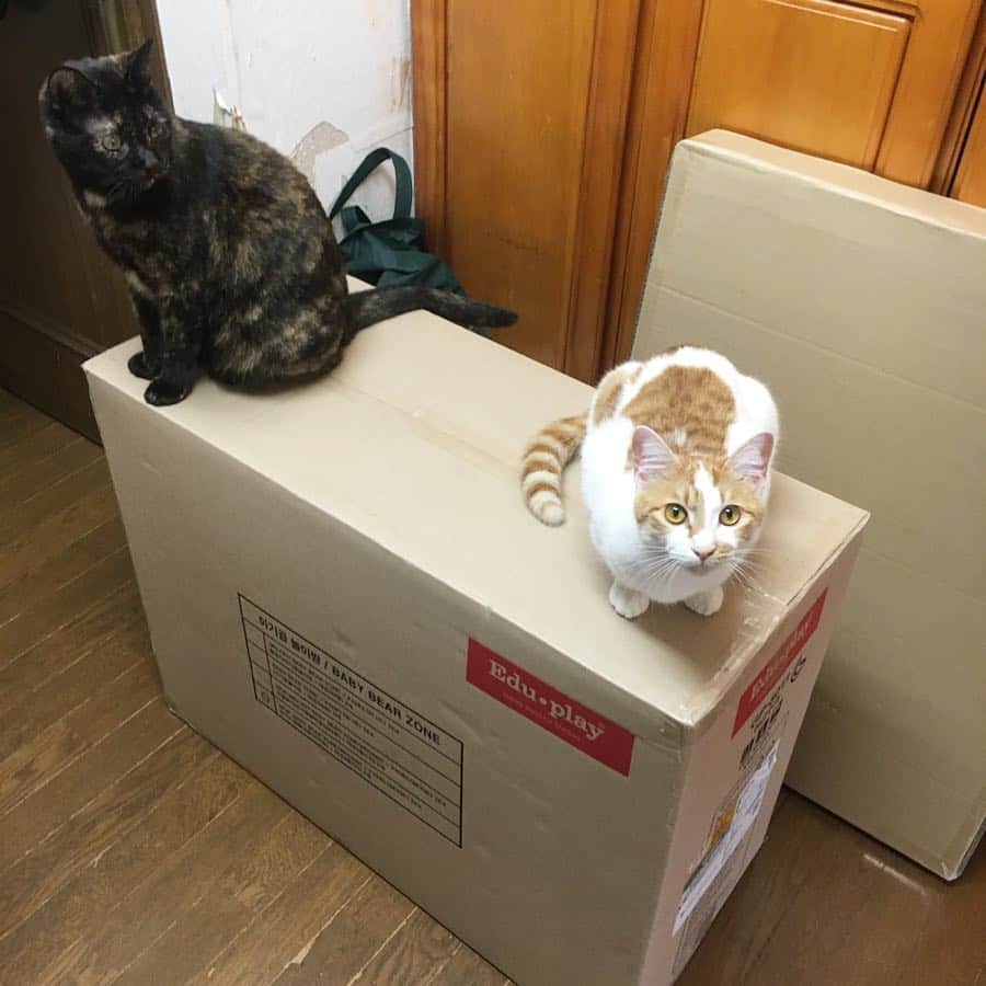 Kachimo Yoshimatsuさんのインスタグラム写真 - (Kachimo YoshimatsuInstagram)「荷物とか来ると、まず乗って来るよね。 #uchinonekora #hijiki #oinari #neko #cat #catstagram #kachimo #猫 #ねこ #うちの猫ら http://kachimo.exblog.jp」3月20日 9時53分 - kachimo