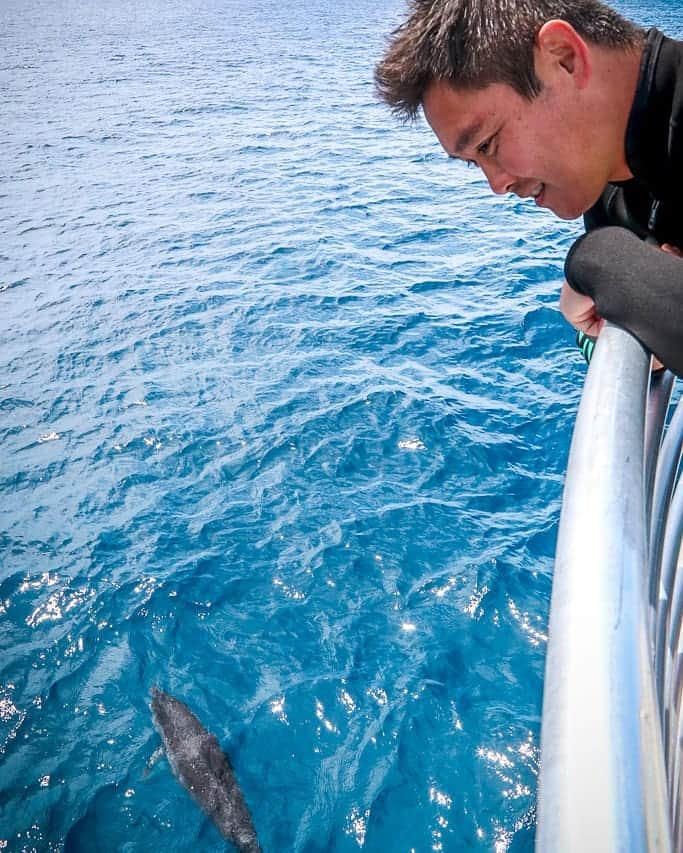 And Youさんのインスタグラム写真 - (And YouInstagram)「This guest found the best seat in the house! 🛥️ 💺. . . . #bestview #ringside #hawaiiholiday #dolphintour #oahu」3月20日 9時55分 - dolphinsandyou